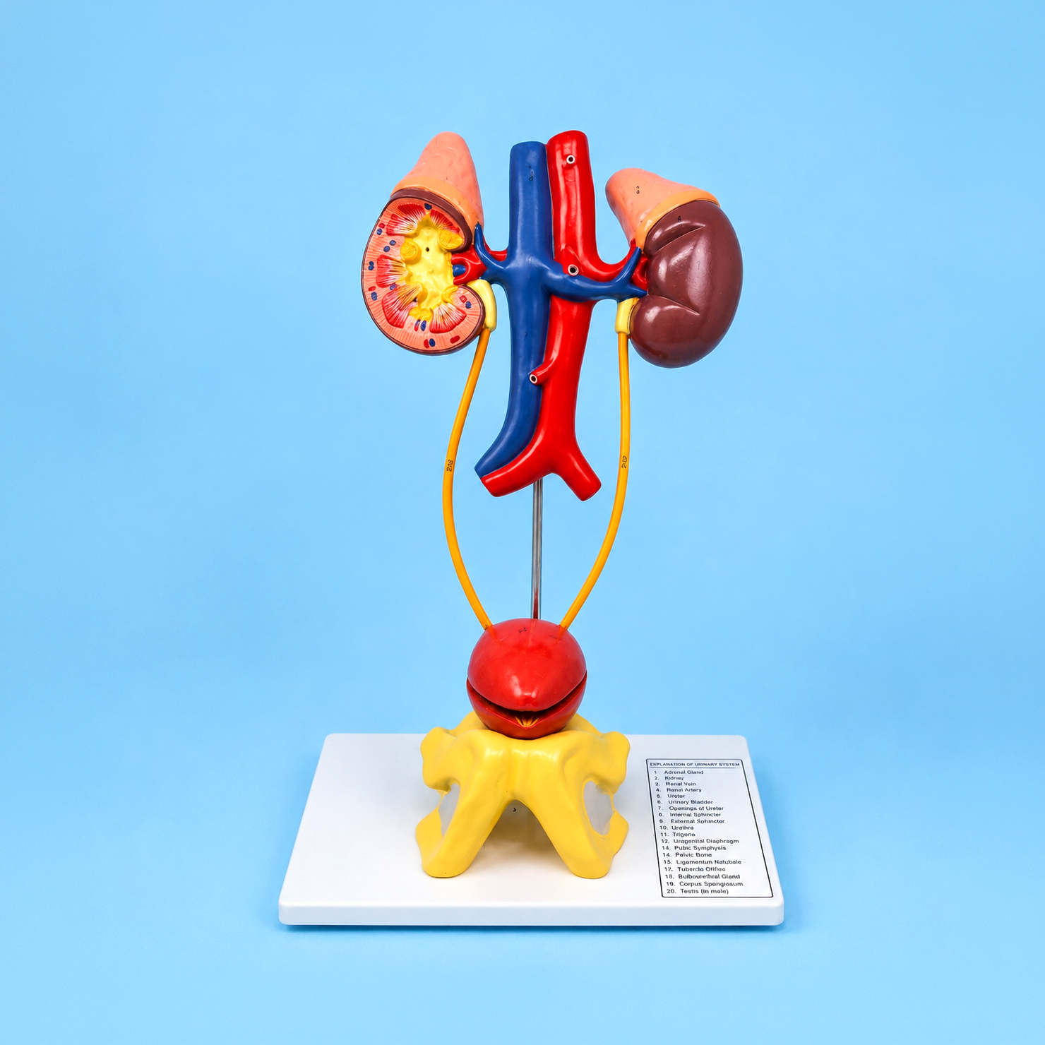 Human Excretory System Model